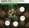 Knollensellerie Goliath Samen - Apium graveolens - Produktbild-Vorschau 3