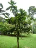 Paonuss (Barringtonia edulis) - 1 seme germogliato Anteprima dell’immagine prodotto 4