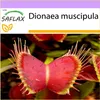 SAFLAX - Venuša - mucholapka - Dionaea muscipula - 10 Náhľad obrázku produktu 9