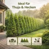 Koniferendünger 20kg NPK 5-9-12 Thuja Hecke Zypresse Produktbild-Vorschau 4
