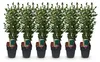 Green boutiQ - Plantes de haie - Ligustrum ovalifolium - Voir les images du produit 1