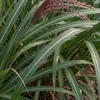 Stauden Gänge 1 x Miscanthus sinensis 'Rotsilber' - Rotes Produktbild-Vorschau 7