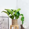 Medinilla magnefica - Kwiat klastrowy - Roślina doniczkowa Podgląd zdjęcia produktu 2