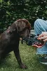 Hunter Maulkorb für Hunde Albury 4 schwarz Produktbild-Vorschau 23