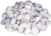 Codakia punctata - Meeresmuschel - Muscheln zum Basteln und Produktbild-Vorschau 1