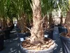 3 Stück XXL Palme winterhart 190 - 220 cm Trachycarpus Produktbild-Vorschau 10