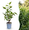 GreenboutiQ - Heckenpflanzen - Prunus lusitanica Produktbild-Vorschau 1