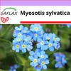 SAFLAX - Nie zapomnij mnie - 150 Nasiona - Myosotis Podgląd zdjęcia produktu 4
