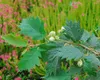 Corylus avellana, Haselnuss, 60–100 cm Produktbild-Vorschau 11