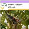 SAFLAX - Bird Of Paradise (Nicolai) - 5 Nasiona - Podgląd zdjęcia produktu 10