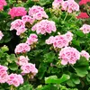 Anti-Moskito-Pflanze - 3 Stk - Pelargonium Pink Capitatum - Produktbild-Vorschau 4