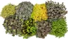 8 odolných rastlín rodu Sedum – rastlina rodu Sedum – Náhľad obrázku produktu 2