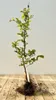 Rotbuche 40-60 cm, wurzelnackt - Fagus sylvatica Produktbild-Vorschau 1