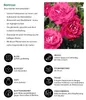 Dehner Rose Beetrose Heimatmelodie®, Züchter Tantau, Produktbild-Vorschau 2