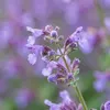 Bloomique - Lot de 6 - Nepeta faassenii - Cataire - Voir les images du produit 4