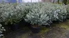 4 Stück Eucalyptus Gunni Gunnii Busch Kugel Eukalyptusbaum, Produktbild-Vorschau 7