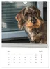 Dackel(augen)blicke (Wandkalender 2027 DIN A4 hoch), Produktbild-Vorschau 8