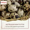 Supravit Braugerste 2,5kg | Ergänzungsfutter für Hühner und Produktbild-Vorschau 4