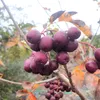 Vogelbeerbaum (Sorbus aucuparia) Titan 2L Produktbild-Vorschau 5