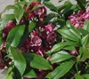 Berglorbeer - Lorbeerrose Yankee Doodle - Kalmia latifolia Produktbild-Vorschau 2