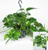 BALDUR Garten 1x Hängepflanze Efeutute, Pflanze im 15 Produktbild-Vorschau 2