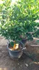 Sunny Tree – drzewo limonkowe – 30 lat – Citrus Latifolia – Podgląd zdjęcia produktu 2