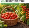 Stabtomaten Harzfeuer F1 Samen - Solanum lycopersicum - Produktbild-Vorschau 5