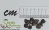 10x Musa sikkimensis Red Tiger Staude Garten Pflanzen - Produktbild-Vorschau 2