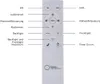 Selltec LED Deckenlampe Panel Backlight CCT Farbwechsel Produktbild-Vorschau 7