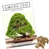 Einzigartige Bonsai Samen mit hoher Keimrate - Pflanzen Produktbild-Vorschau 8