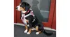 Mesh Hundegeschirr lila, M Produktbild-Vorschau 3