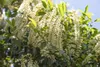 Prunus lusitanica 'Angustifolia', Portugiesischer Lorbeer, Produktbild-Vorschau 6