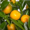 Bloomique - Citrus Calamondin - Zimmerorange - Zitrusbaum - Produktbild-Vorschau 4