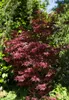 Acer palmatum 'Shaina', Japanischer Ahorn, kompakt, 60–80 Produktbild-Vorschau 2