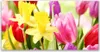 Glasbilder 140x70 Wandbild Druck auf Glas Blumen Pflanzen Produktbild-Vorschau 1