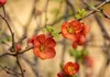 Chaenomeles japonica 'Cido', Zierquitte, gelb, 40–60 cm Produktbild-Vorschau 3