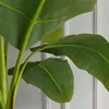 Banánovník japonský - Musa basjoo - Výška 55-70cm - ⌀21cm Náhľad obrázku produktu 4