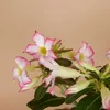 Bloomique - Adenium Obesum - Róża Pustynna - Kwitnąca - Podgląd zdjęcia produktu 3