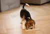 Tappeto da leccare Beeztees Puppy Diza 20x20 cm Anteprima dell’immagine prodotto 5