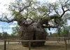SAFLAX - Africký strom baobab - Adansonia digitata - 6 Náhľad obrázku produktu 6