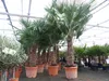 45L Trachycarpus Fortunei Palme , winterhart 200 - 250 cm Produktbild-Vorschau 5