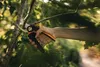FISKARS® X-series™ Bypass-Gartenschere L P961 Produktbild-Vorschau 17