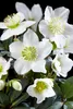 Bloomique - 12er Set - Helleborus Niger - Christrose - Produktbild-Vorschau 3