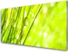 Acrylglasbilder 100x50 Wandbild Druck Gras Natur Produktbild-Vorschau 1