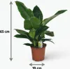 Green boutiQ - Plante d'intérieur - Philodendron - Voir les images du produit 3