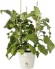 green basics anzuchttopf 19cm  baumwolle Produktbild-Vorschau 3