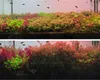 Neo Soil Plant No CO2 - Substrat für ein Pflanzenaquarium Produktbild-Vorschau 9