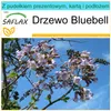 SAFLAX - Zestaw prezentowy - Drzewo Bluebell - 200 Nasiona Podgląd zdjęcia produktu 9