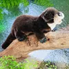 Folkmanis Handpuppe Otter 45 cm Produktbild-Vorschau 3