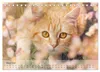 Katzen 2027 Bezaubernde Samtpfoten (Tischkalender 2027 DIN Produktbild-Vorschau 6